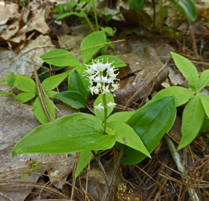 Canadian Mayflower (Maianthemum canadense) 