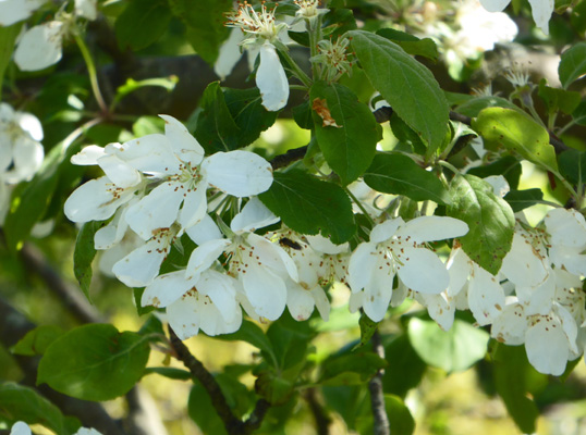 Apple blossoms Cadillac Mt Acadia