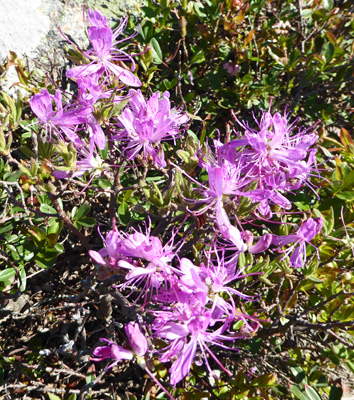 Rhodra (Rhododendron canadens)