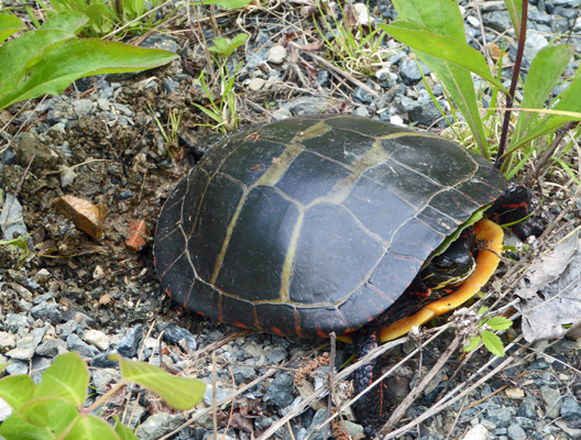 Turtle Witch's Hole Pond Acadia