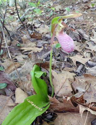 Pink Lady’s Slipper (Cypripedium acaule)