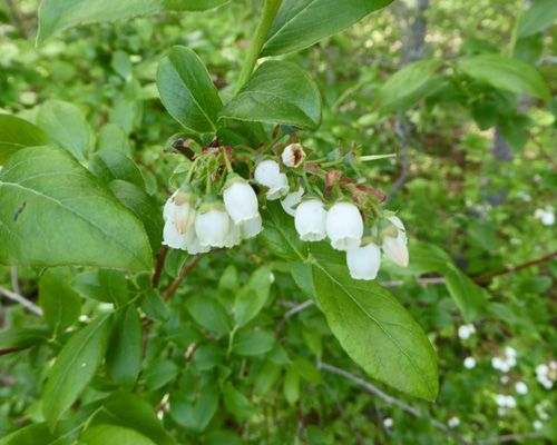 Highbush Blueberries (Vaccinium corymbosum)