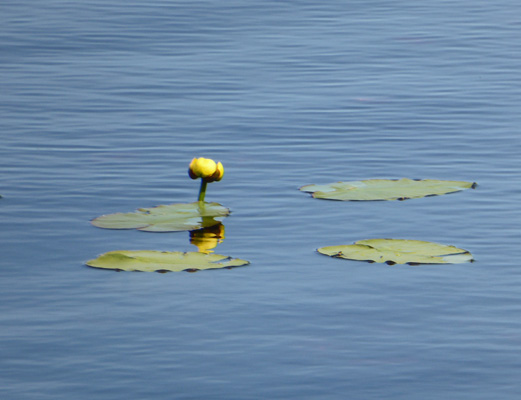 yellow pond lilies (Nuphar variegata)