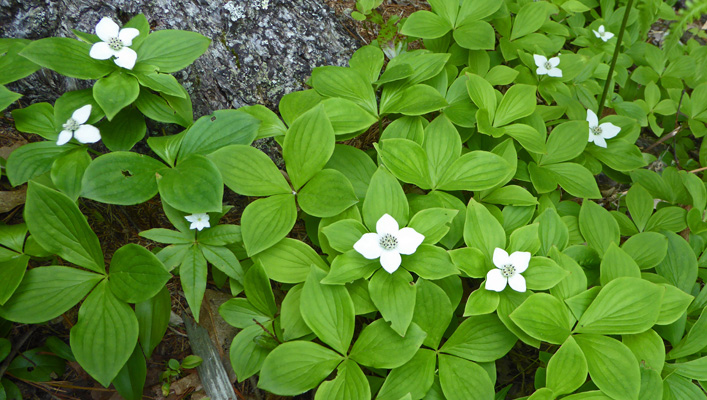 Bunchberries (Cornus canadensis)