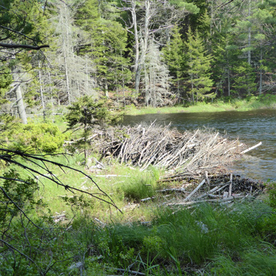 Beaver Dam on pond Acadia