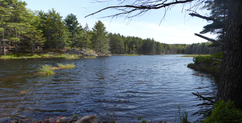 Beaver pond Acadia