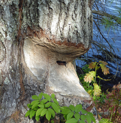 Tree gnawed by beaver