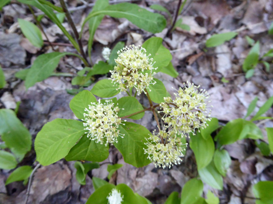 Wild Sarsparilla