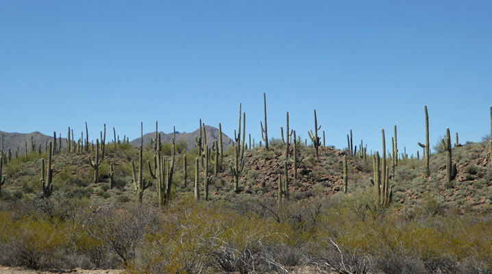 Saguaraos Sweetwater Preserve