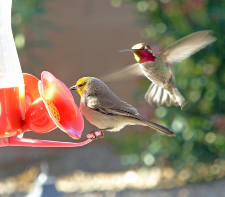 Verdin and hummingbird