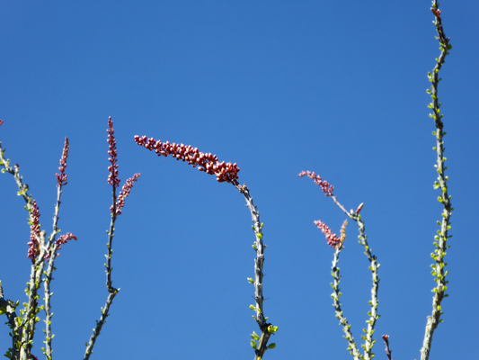 Ocotillo buds