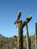 Cresta Saguaro