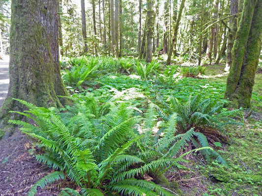 Trail to Marymere Falls Olympic National Park