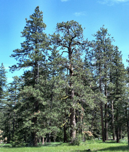 Windswept Ponderosa Pines