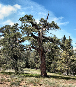 Ponderosa Pines and their meadow
