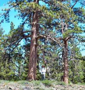 Walter and Young Ponderosa Pines