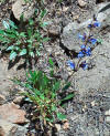 Penstemon