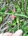 Prairie Smoke