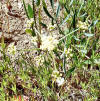 9-leaf Parsley