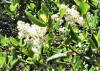 Ceanothus