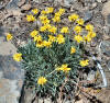 Erigeron linearis