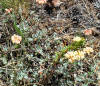 Eriogonum douglasii