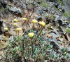 Eriogonum umbellatum