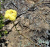 Eriogonum umbellatum