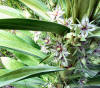 Frasera speciosa flowers