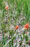 Indian Paint Brush