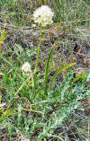 Northern Buckwheat
