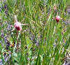 Prairie Smoke