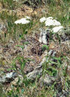 Yarrow