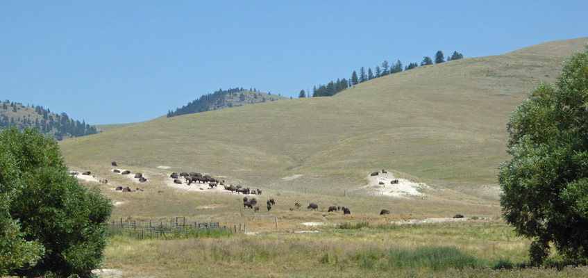 Bison herd