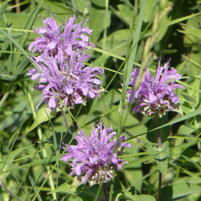 Wild Bergamot (Monarda fistulosa)