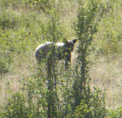 young black bear