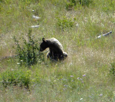 young black bear