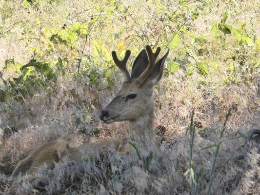 Young male mule deer