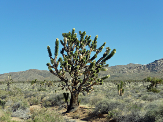 Joshua Tree in bloom Mojave NP