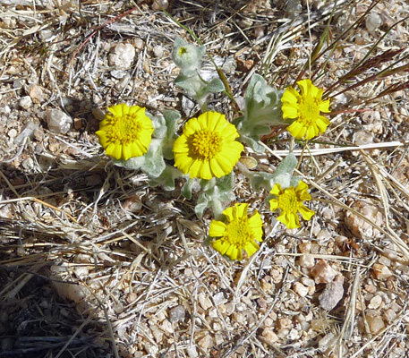 Wallace’s Wooly Daisy (Eriophyllum wallacie)