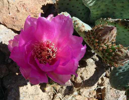 Beavertail cactus bloom