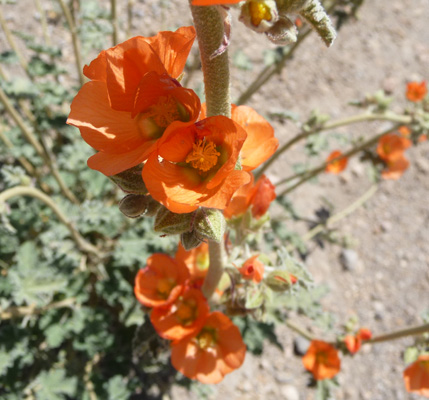 Desert Globemallow (Sphaeralcea ambigua)