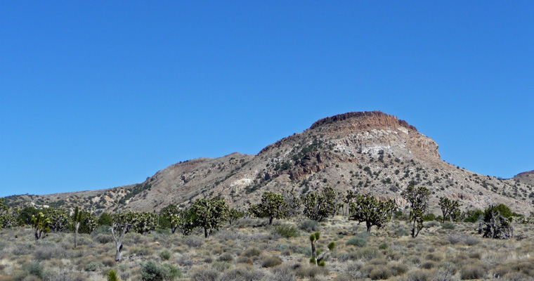 Pinto Mountain Joshua Trees