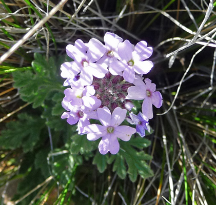 Desert Sand Verbena (Abronia villosa)