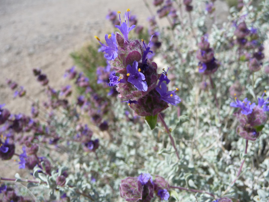 Desert Sage (Salvia dorri)