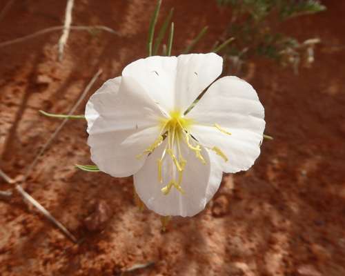 Pale Evening-primrose (Oenothera pallida)