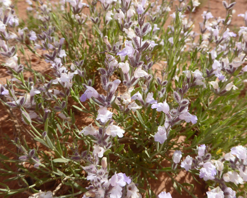 Rosemary-mint (Poliomintha incana)