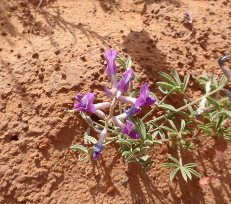 Monument Valley Milkvetch (Astragalus monumentalis)