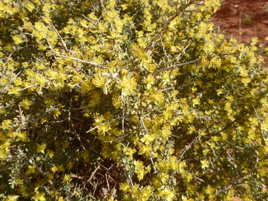 Blackbrush (Coleogyne ramosissima)