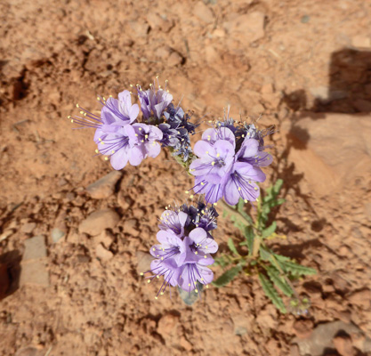 Notch-leaf Phacelia (Phacelia crenulata)